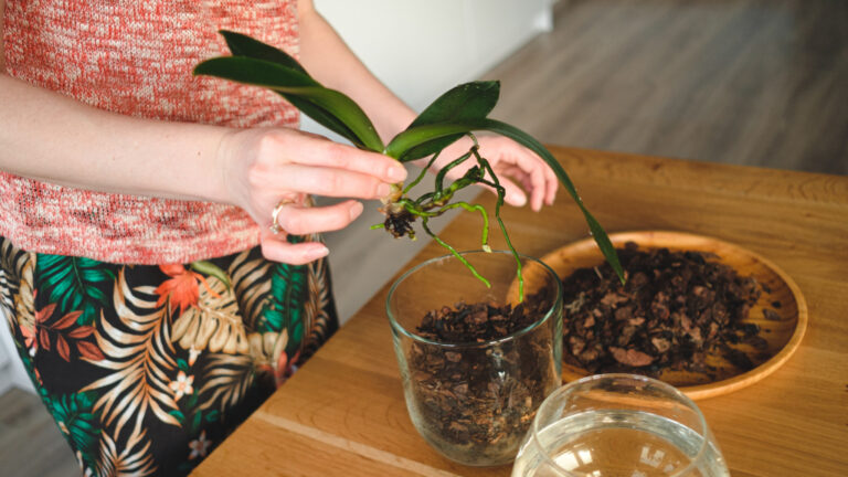 Abono Sobras Cafe Mejores Plantas Para Aprovechar Nutrientes
